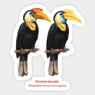 Wrinkled hornbill | Rhabdotorrhinus corrugatus ⚥ Sticker